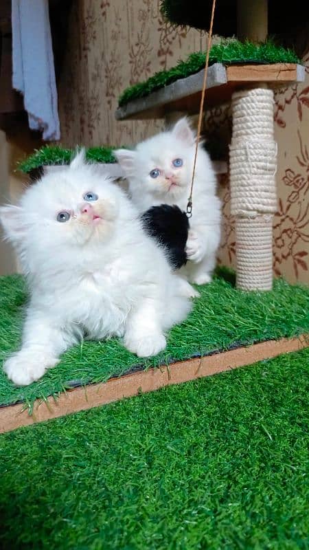 Persian kittens available 5