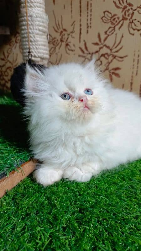 Persian kittens available 6