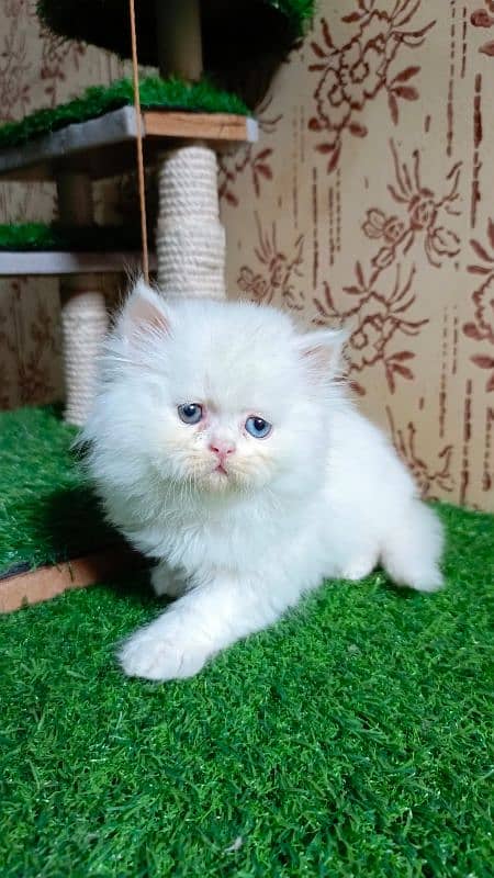 Persian kittens available 7