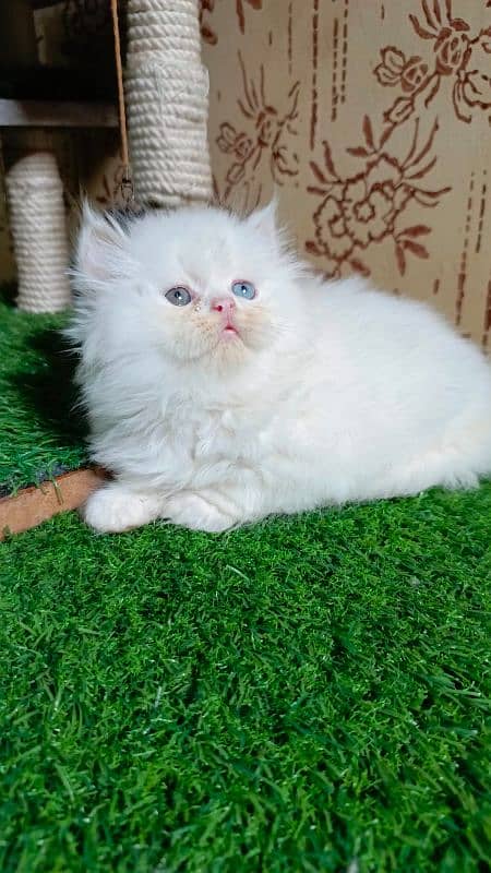 Persian kittens available 8