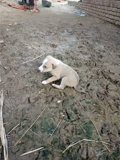 security dog puppies