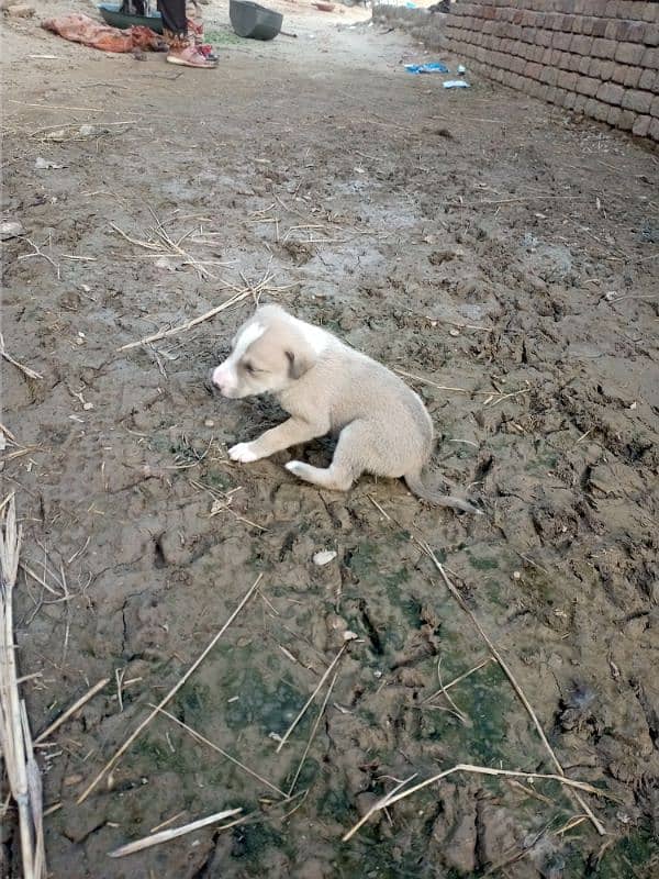 security dog puppies 0