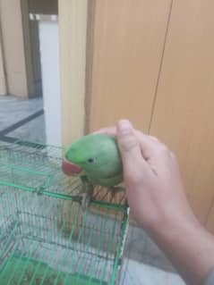 Raw female parrot fully hand tamed almost 12 months