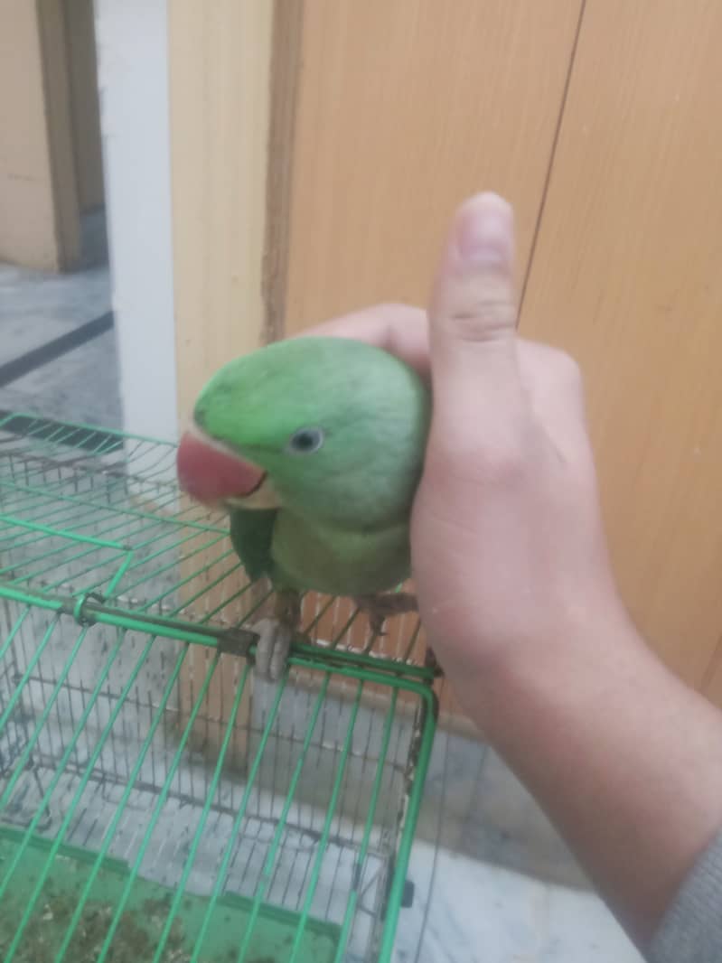 Raw female parrot fully hand tamed almost 12 months 1