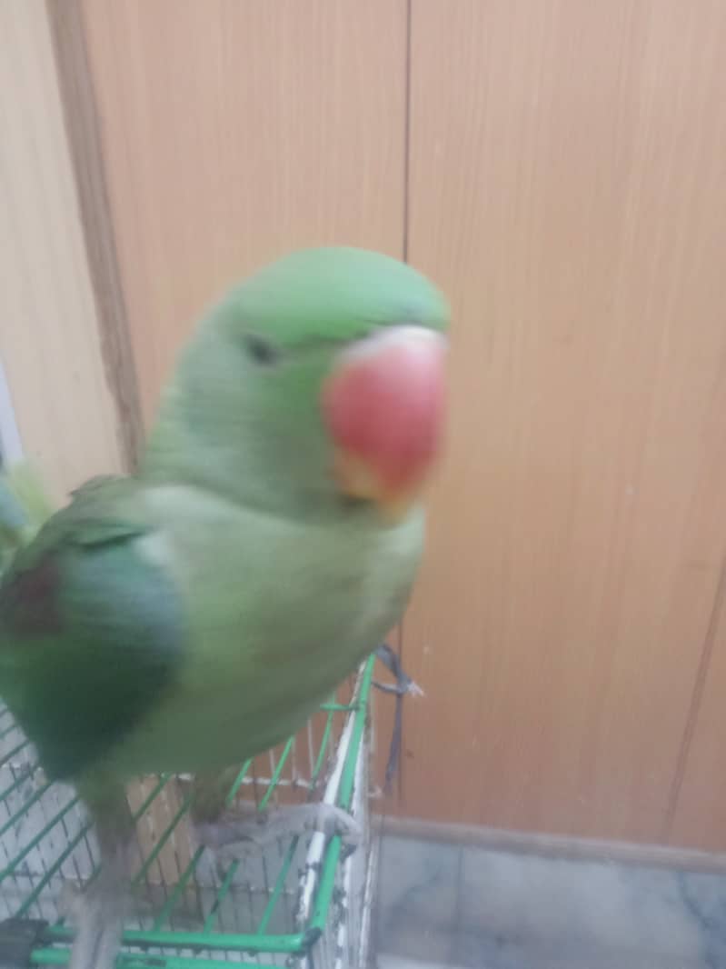 Raw female parrot fully hand tamed almost 12 months 2