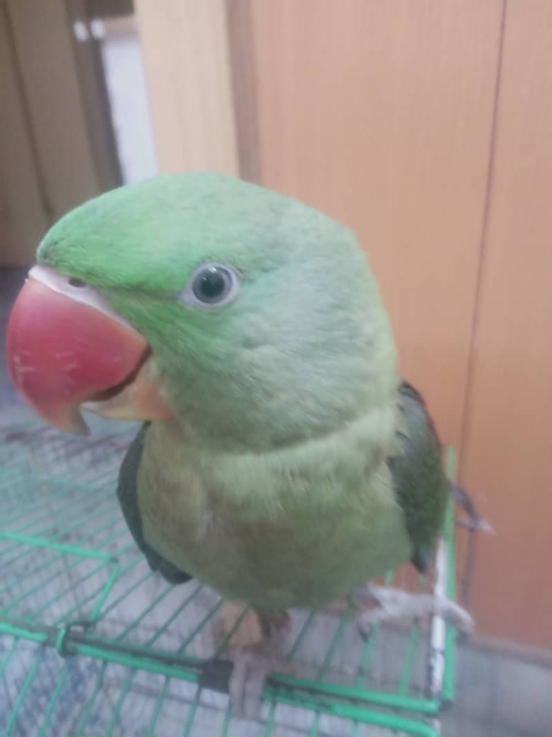 Raw female parrot fully hand tamed almost 12 months 3