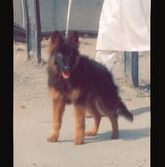 German Shepherd female long coat teen mahine for sale