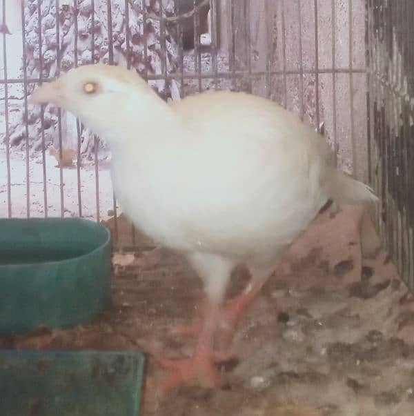 white Irani teetar male 0