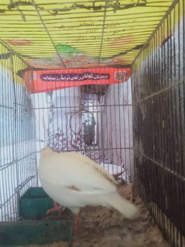 white Irani teetar male 2