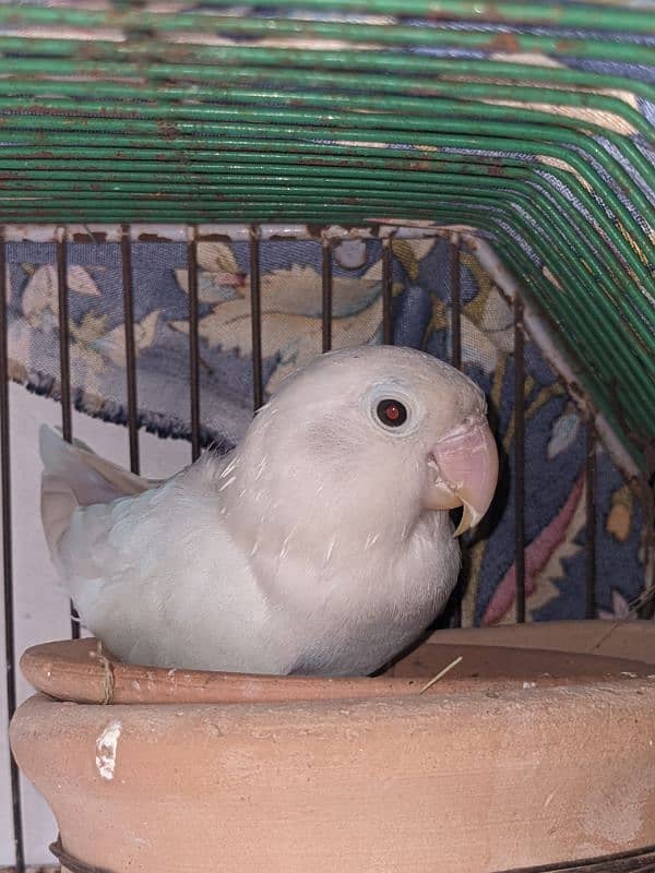 lovebirds breeder pair for sale 2