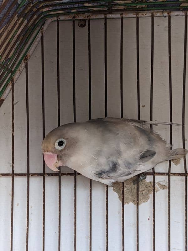 lovebirds breeder pair for sale 3