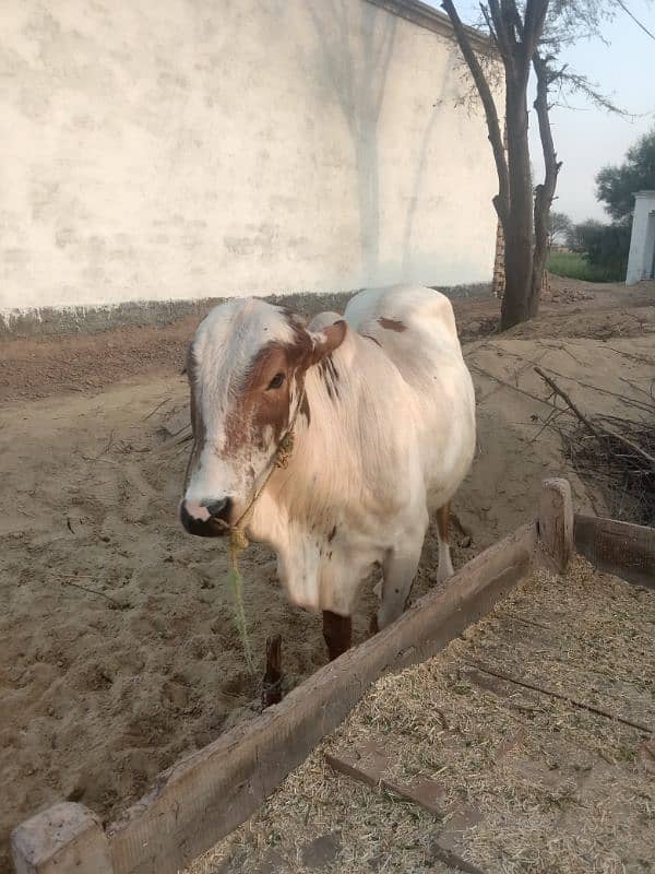 wacha qurbani k lye ready hy 1