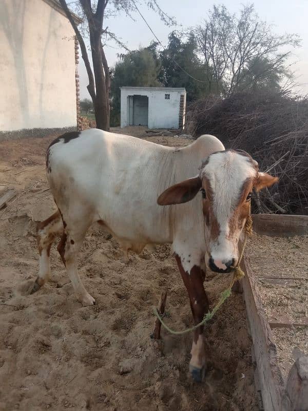 wacha qurbani k lye ready hy 3