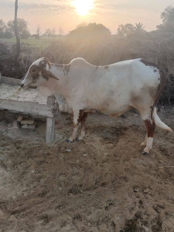 wacha qurbani k lye ready hy 4