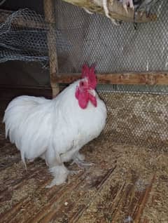 Bantum white male hen murga 03216000426