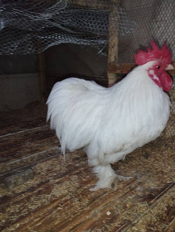 Bantum white male hen murga 03216000426 1