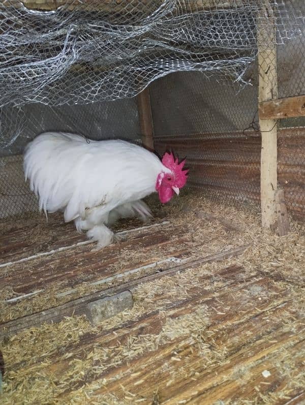 Bantum white male hen murga 03216000426 2