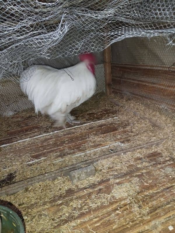 Bantum white male hen murga 03216000426 3