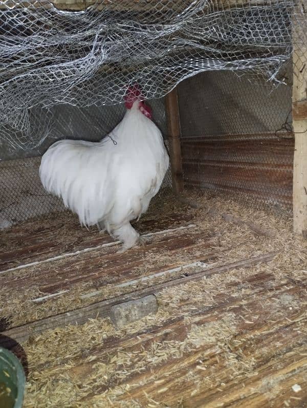 Bantum white male hen murga 03216000426 4