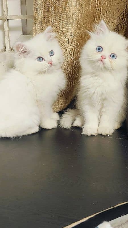 Persian kittens Available Whatsapp number 03251905001 0