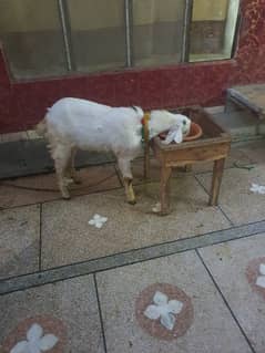 White Bakra age 10 Month