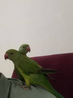 Green parrots Pair for Sale