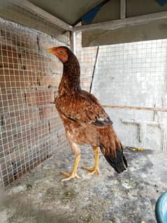 Aseel Hen for sale