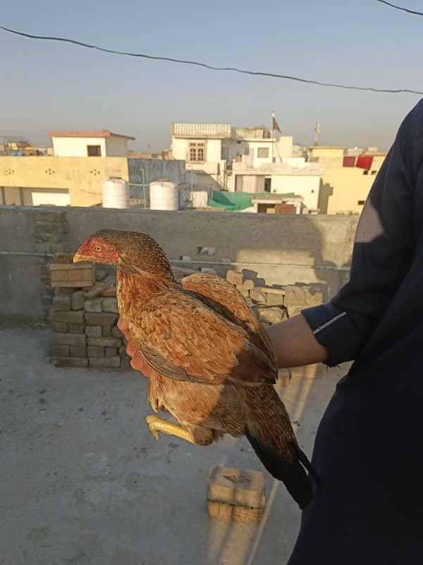 Aseel Hen for sale 1