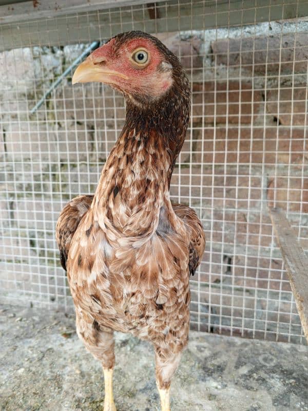 Aseel Hen for sale 2