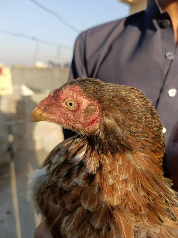 Aseel Hen for sale 3