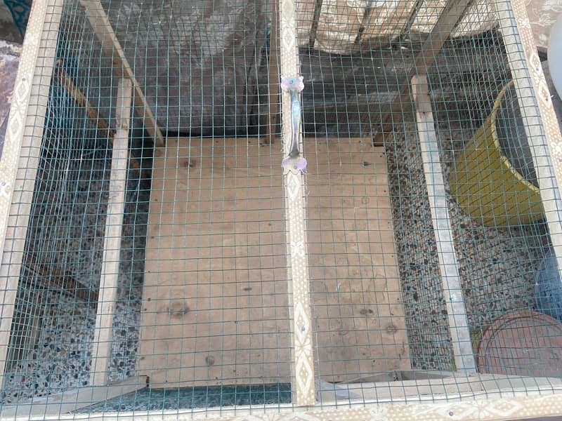 Hen cage 3