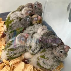 pineapple conure healthy baby's available