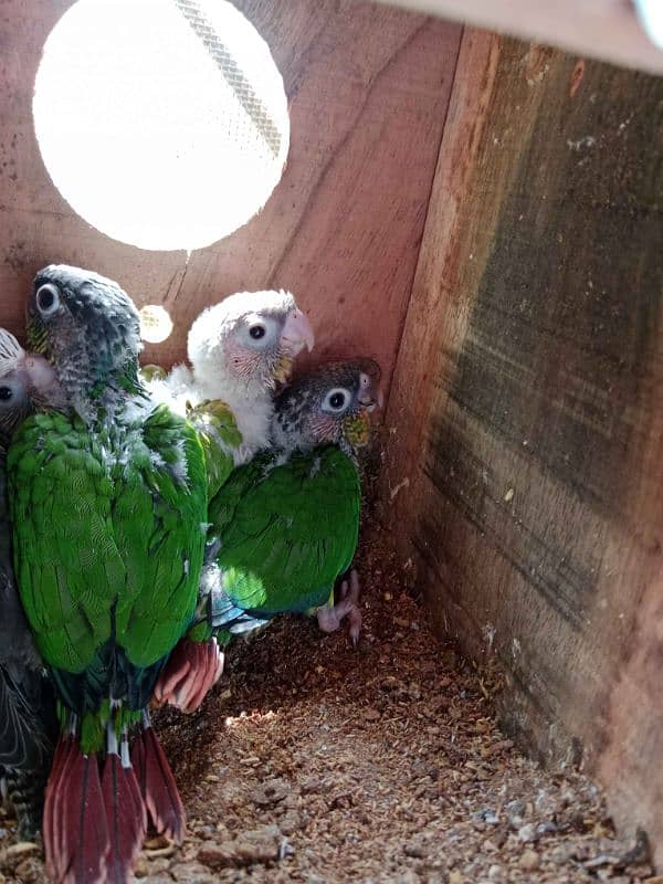 pineapple conure healthy baby's available 1