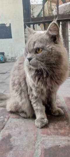 Gray Persian Cate Male