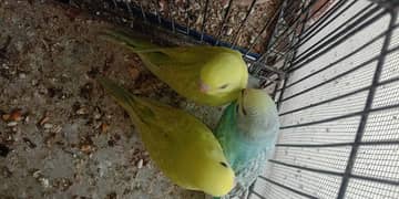 budgies (bajri) patthey for sale