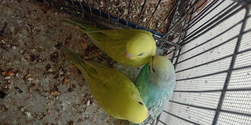 budgies (bajri) patthey for sale 0