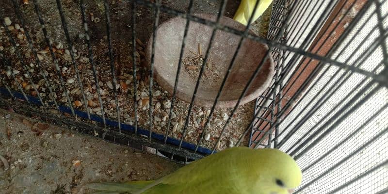 budgies (bajri) patthey for sale 1