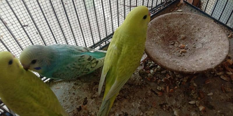 budgies (bajri) patthey for sale 2