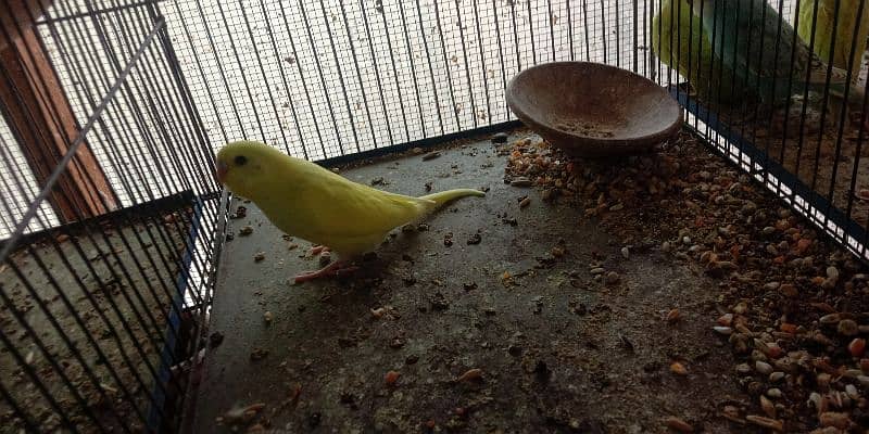 budgies (bajri) patthey for sale 3