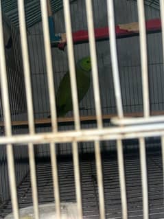 pakiatan parrots. green parrots