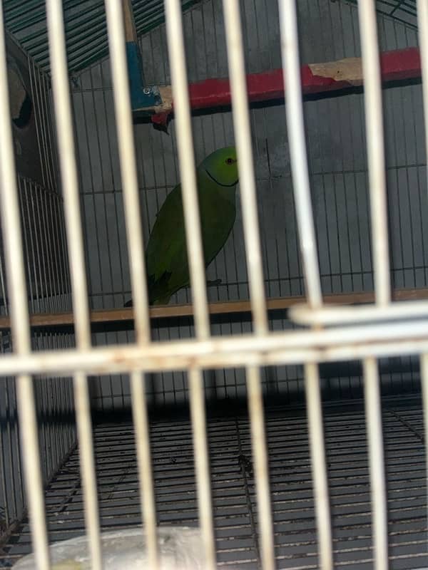 pakiatan parrots. green parrots 0