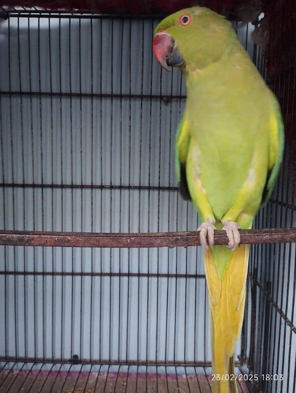 Green parrot 0