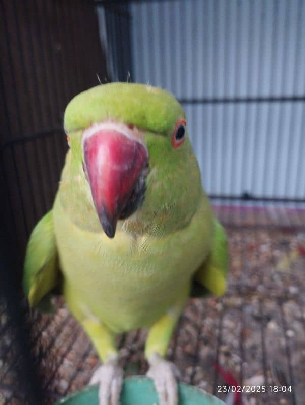 Green parrot 3