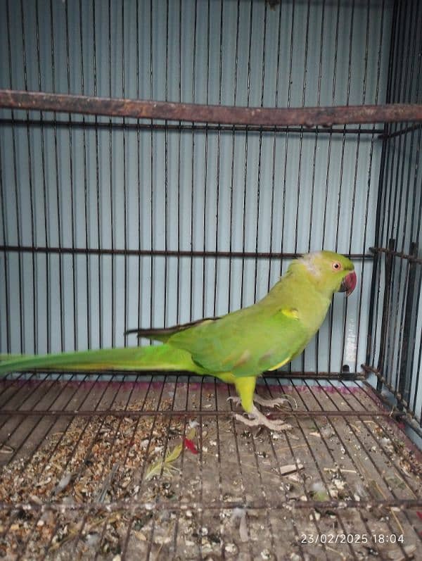 Green parrot 4