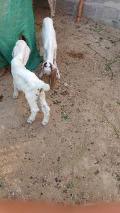 Female goats with 2 kids