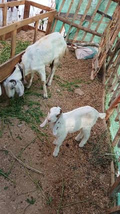 Female goats with one female kid