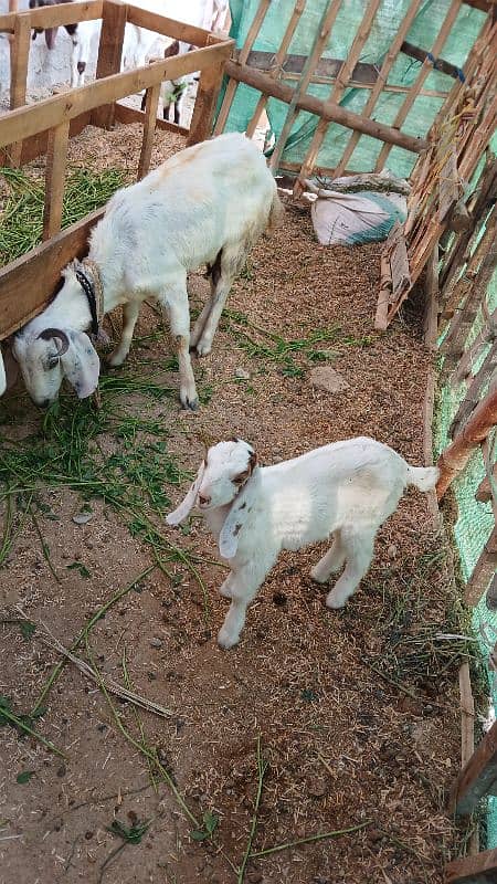 Female goats with 2 kids 0