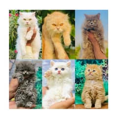 Persian triple coated punch face kitten available for sale