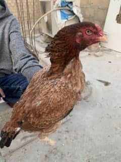 aseel amrogi white eye short beak hen