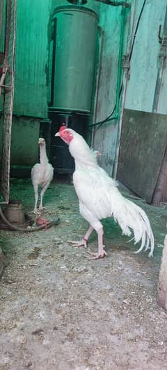 white heera aseel chiks (High quality)